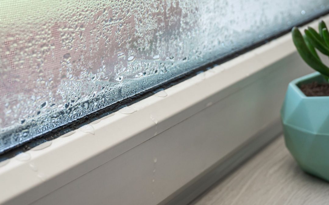 Condensation on window with plant